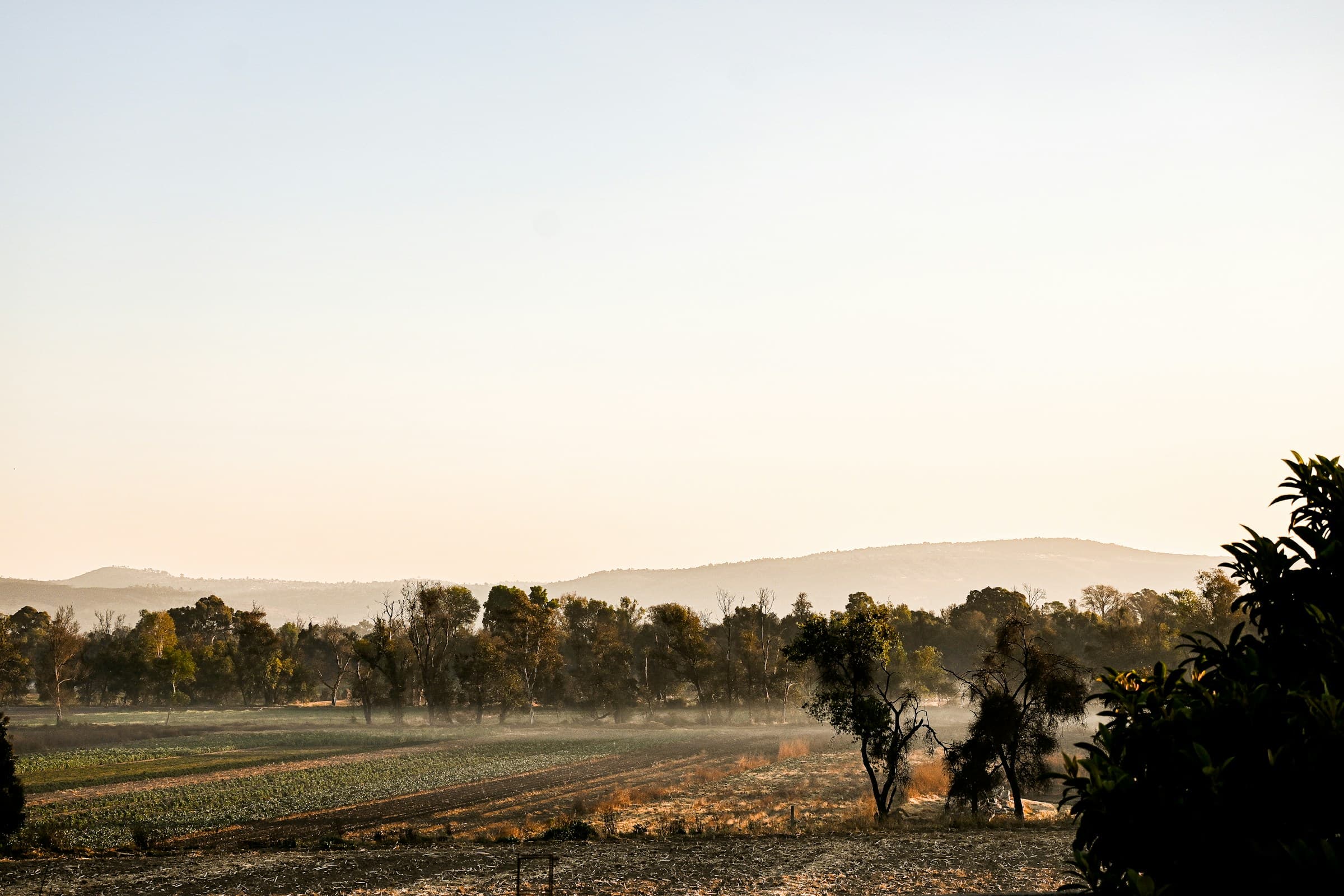 Misty farmland at dawn